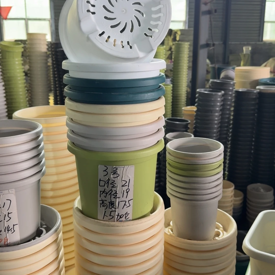 四季3号无拖果绿10个