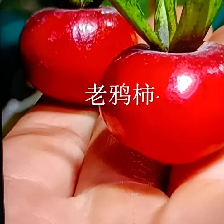 无花朵红灯扦插苗