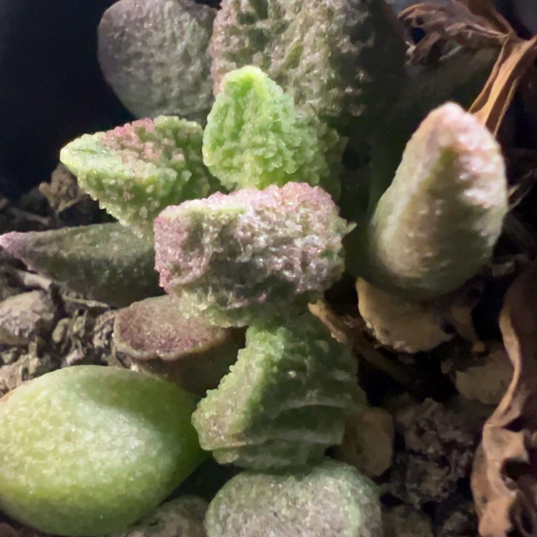 实生新品多肉植物水泡多肉植物水泡