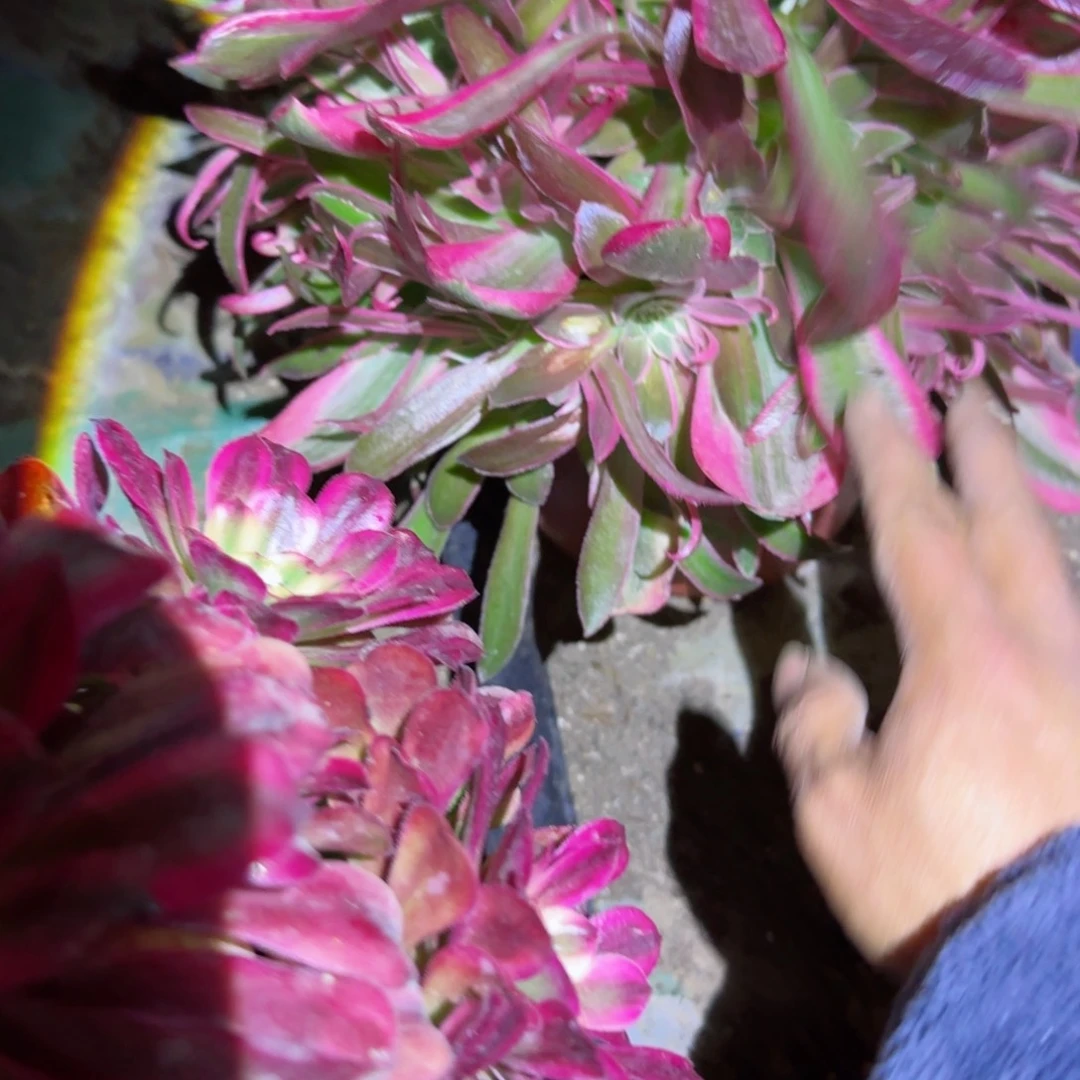 梧**-男神法师多肉189