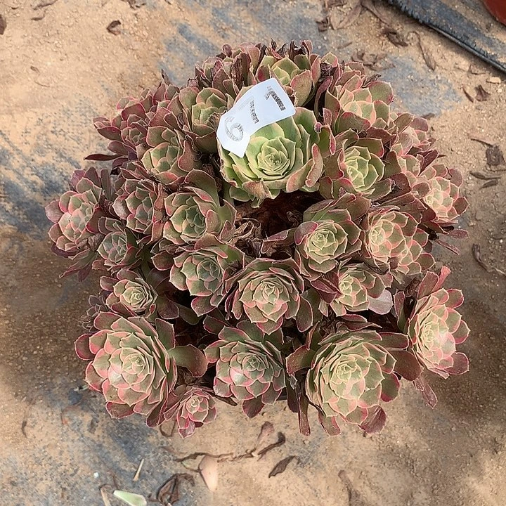 多肉植物安娜671号