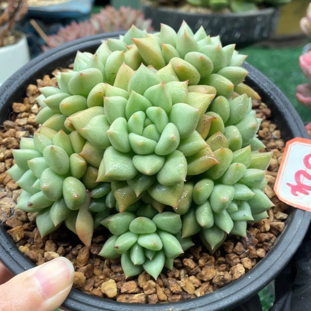 024 一物一拍28包邮非偏远
