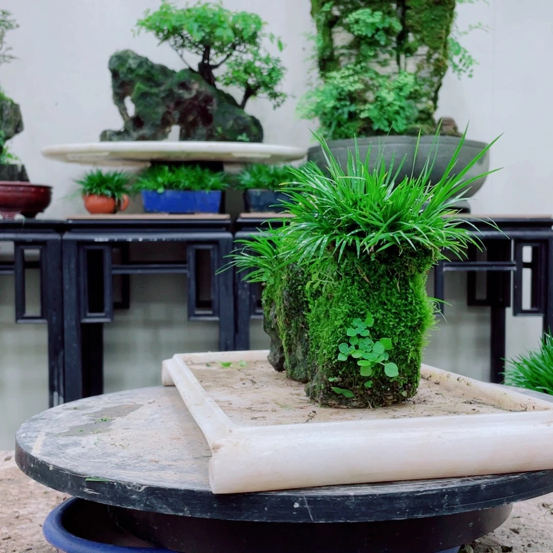 无铅玻璃逍*轩铁线蕨和蕨类等作物和花卉