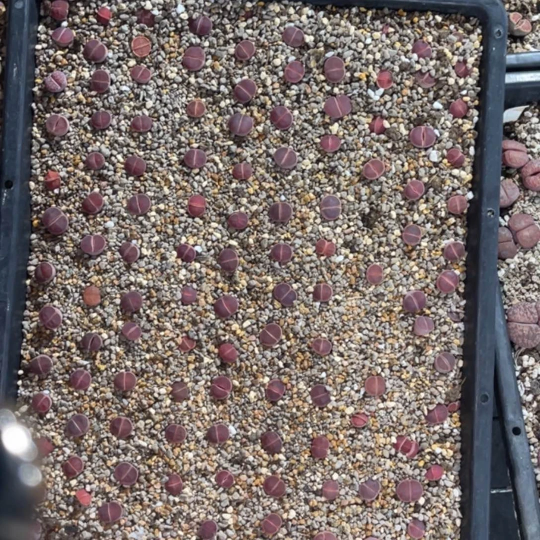 S***n3243福利筐1不售后