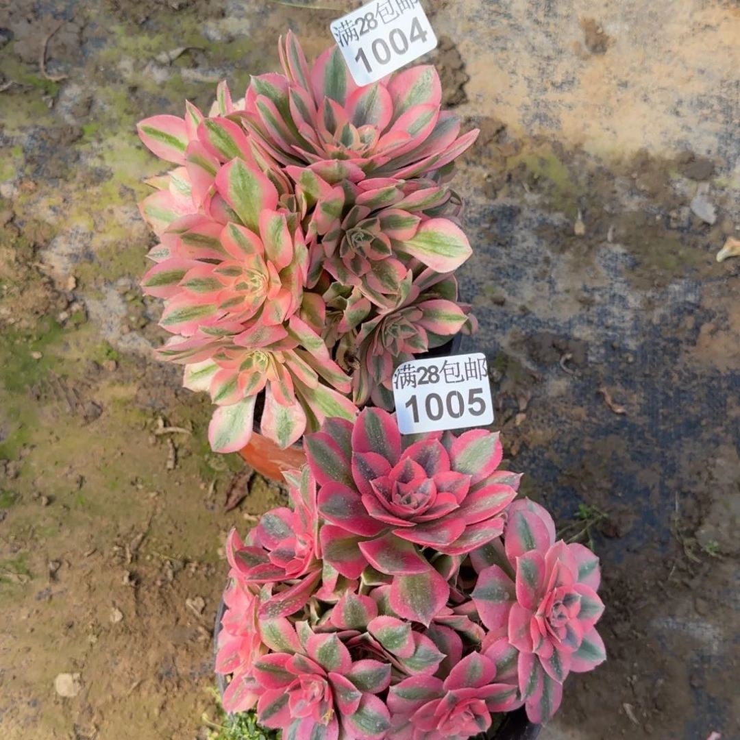 粉女巫瑕疵多肉1004+1005满28包邮断枝不包