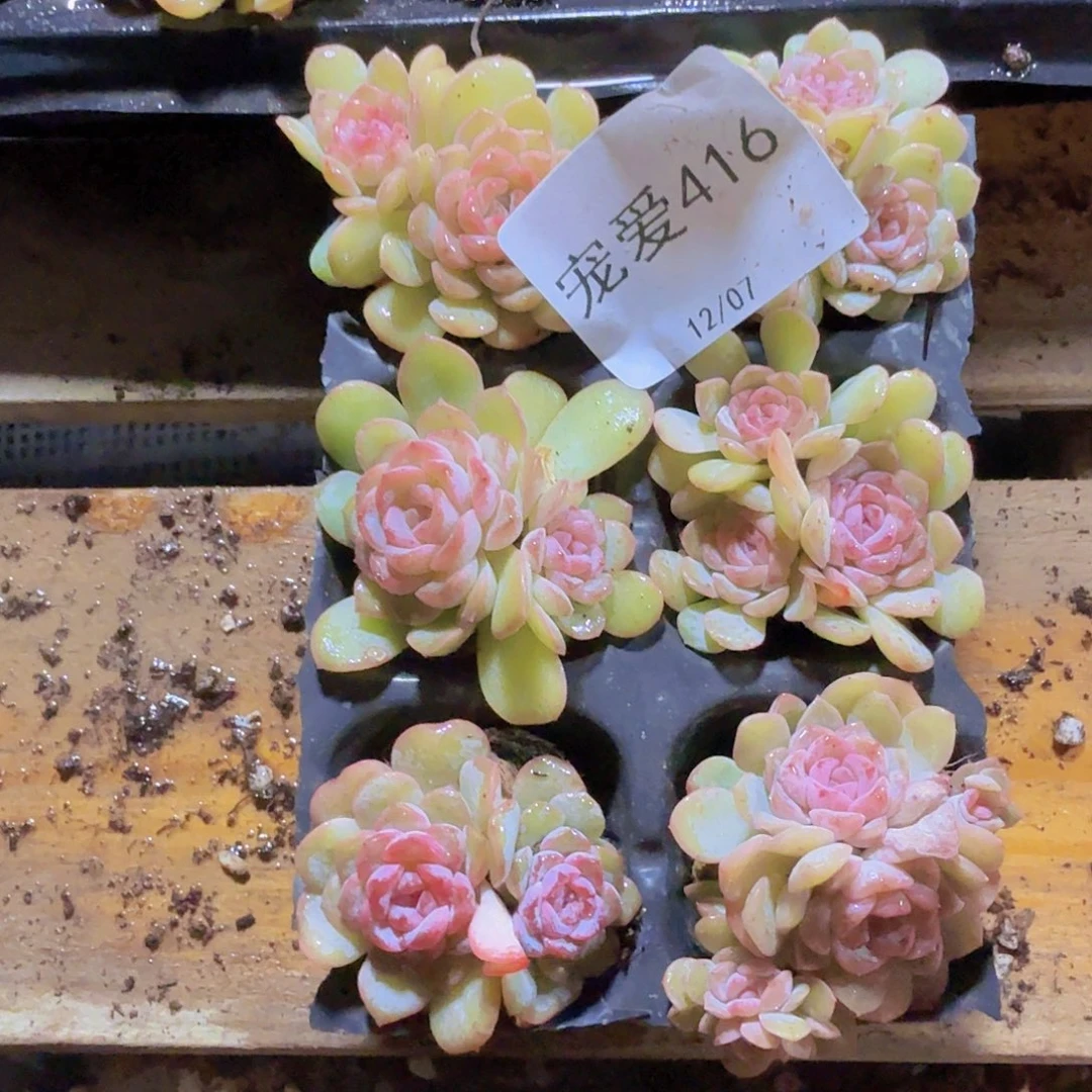 晚上福利一物一拍416