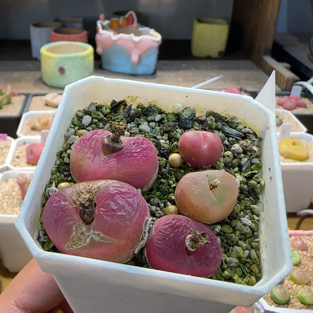 红陶K****s我们的目标是成为一个优秀的人