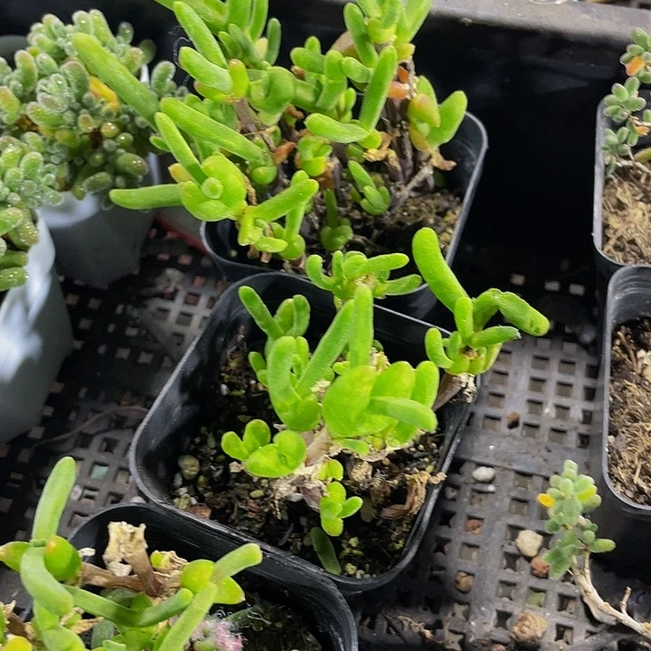 兔子枝干带盆土发