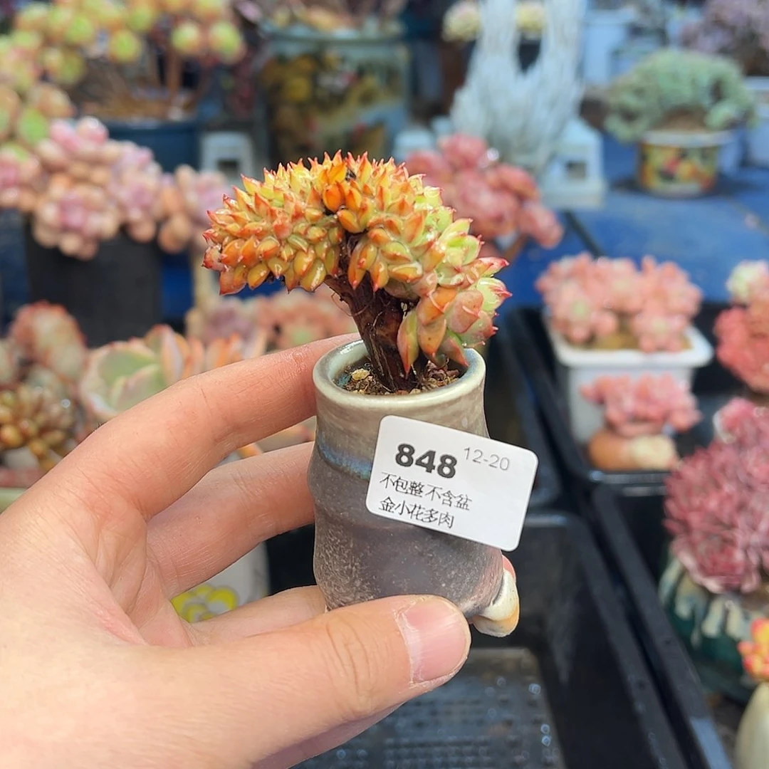 九****）848不带盆