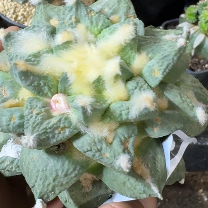 无花朵苗接大龙尾829