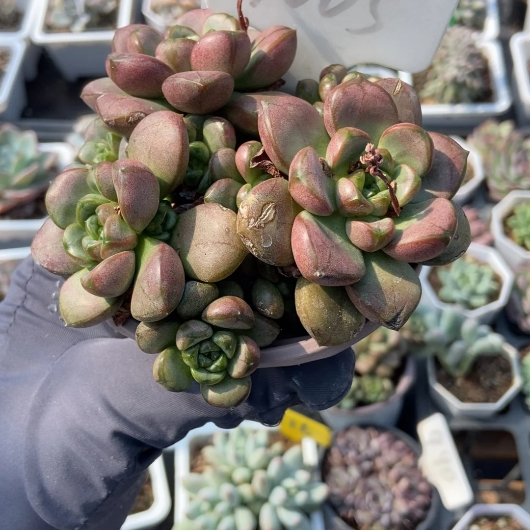 1005葡萄多肉植物保护