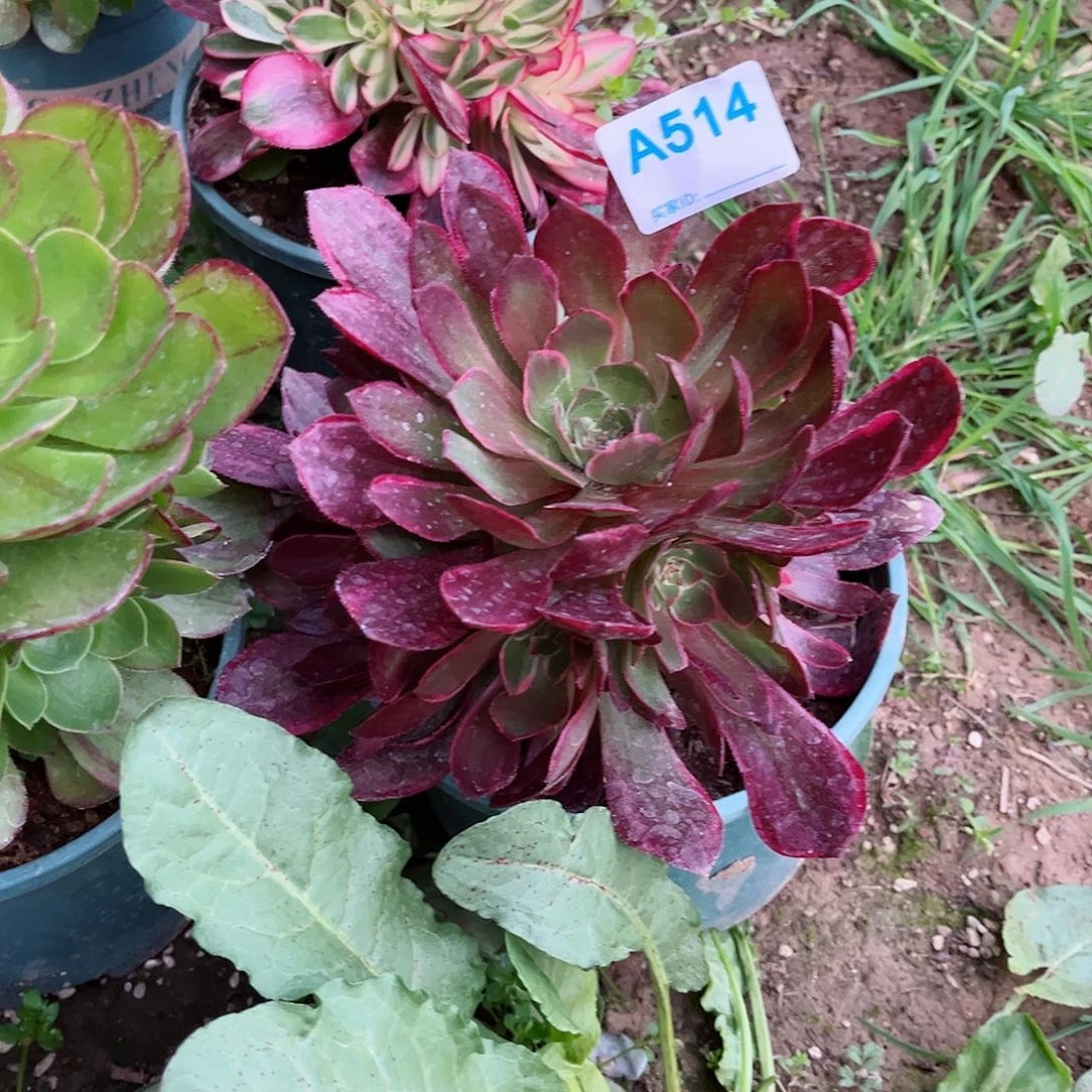 多肉植物粉花妖514