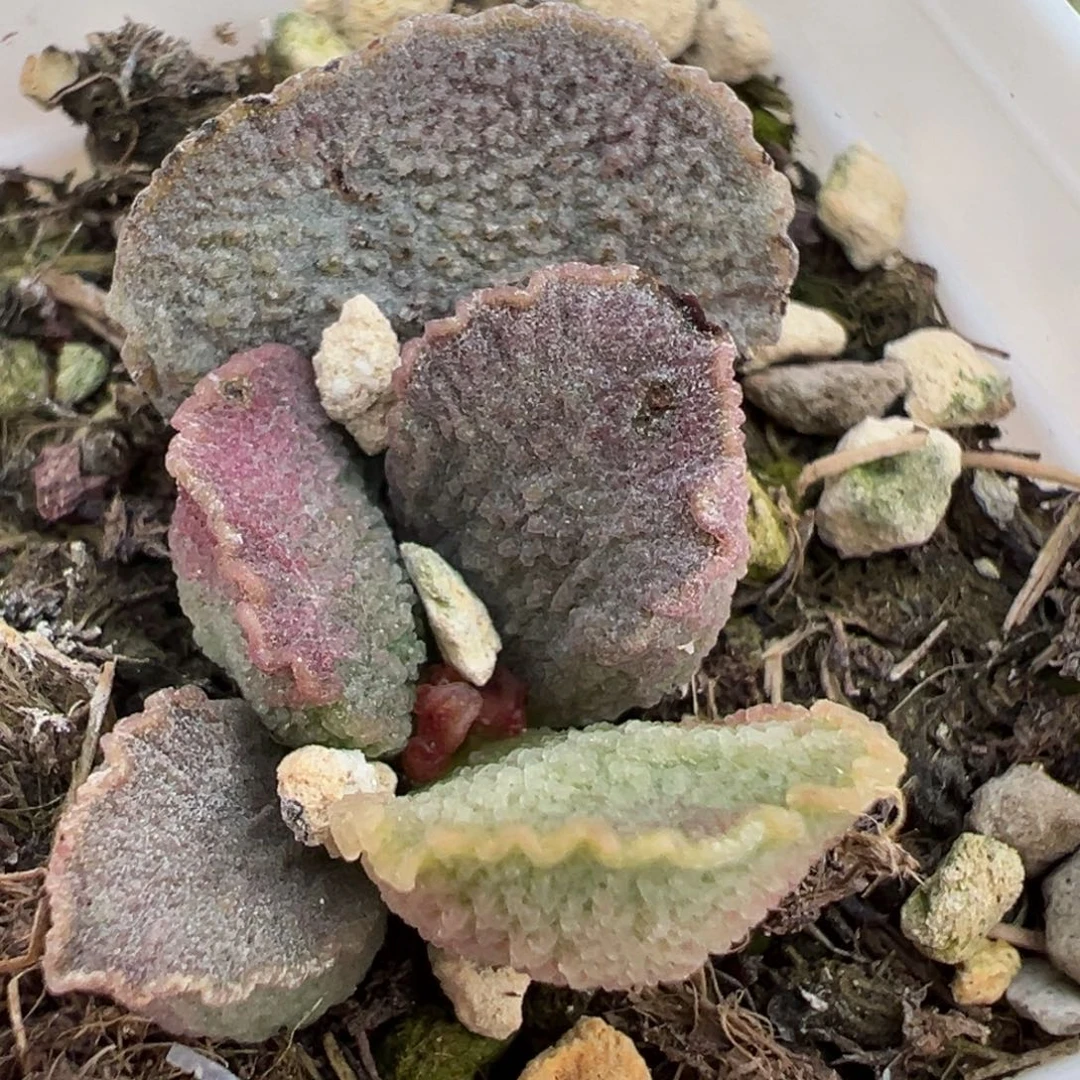 实生新品大苗多肉植物