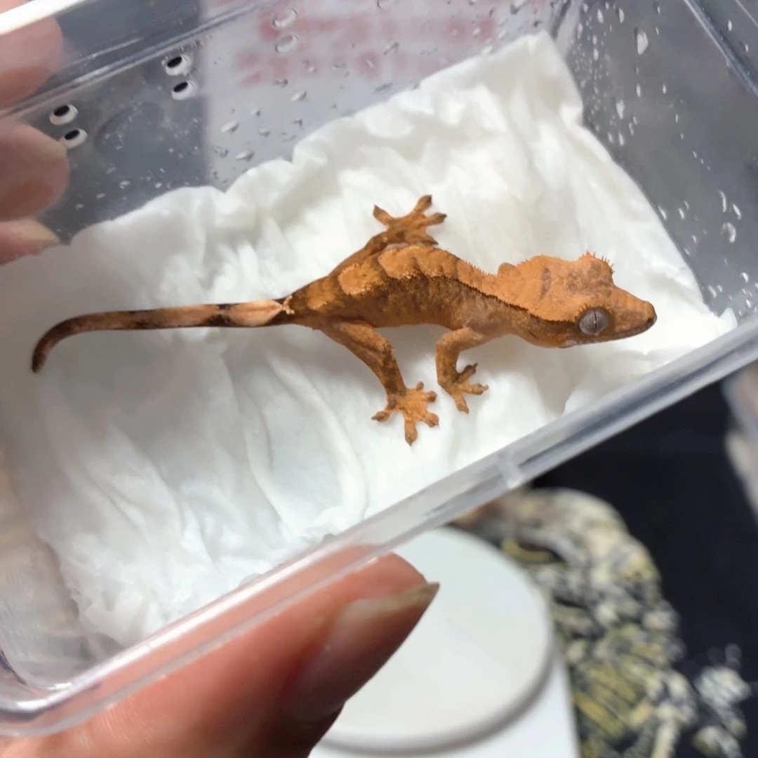 睫角守宫睫角守宫可爱入门