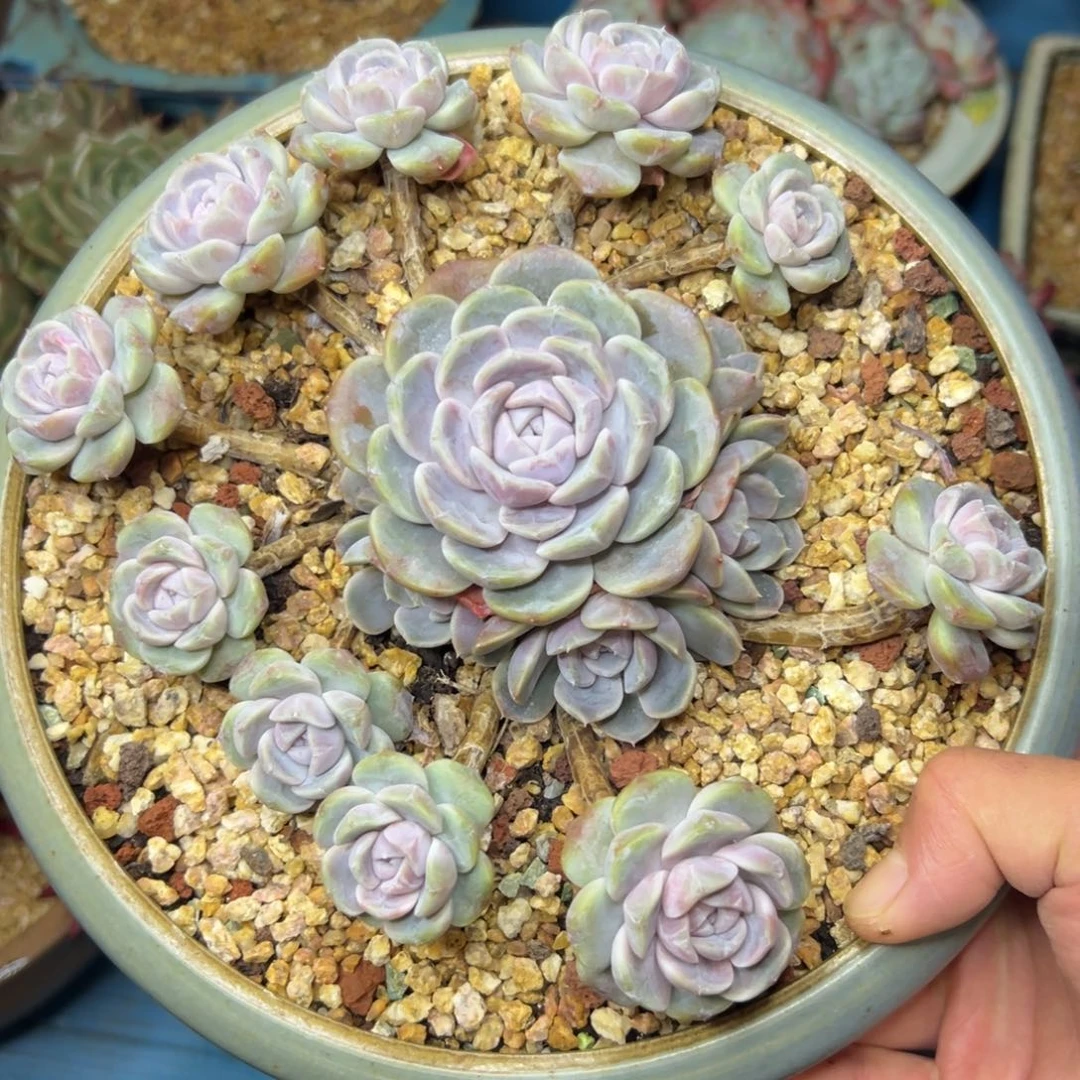 多肉植物一物一拍（88号）