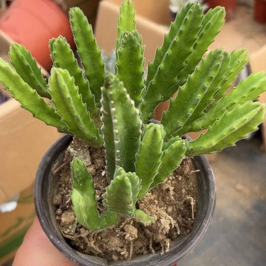多肉植物多肉植物