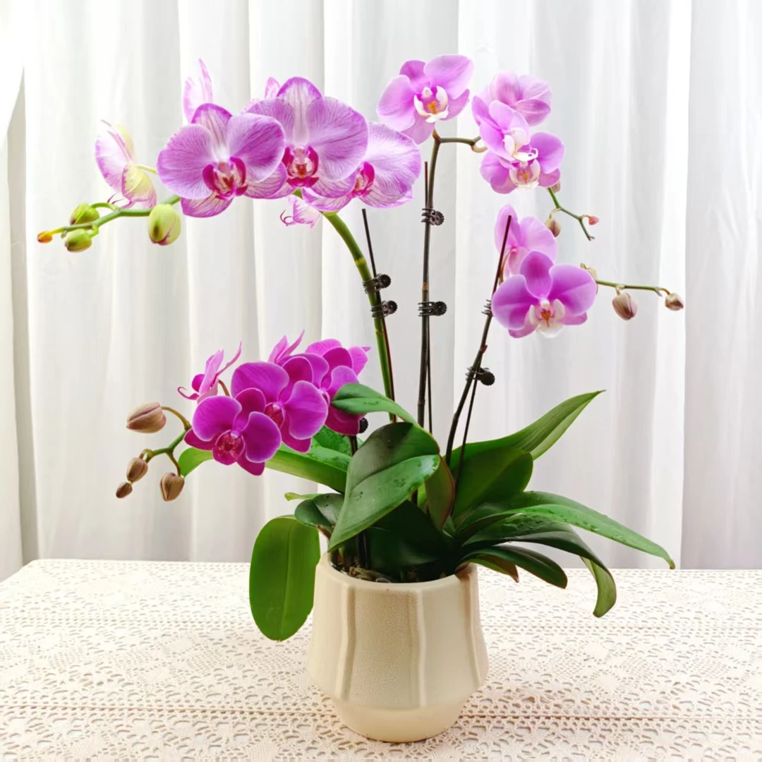 国华优选【三生三世】蝴蝶兰轻奢绿植花卉植株很 好养