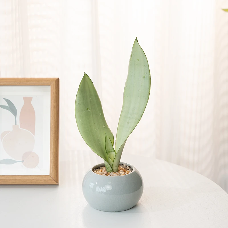 白玉虎皮兰盆栽室内虎尾兰办公室工位桌面绿植摆件高档轻奢真植物