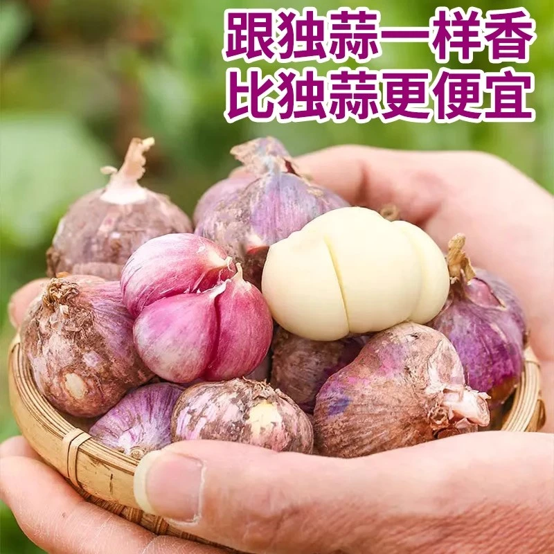 云南紫皮三丫蒜三瓣蒜大蒜红皮新蒜湿蒜独头蒜元宝蒜农家
