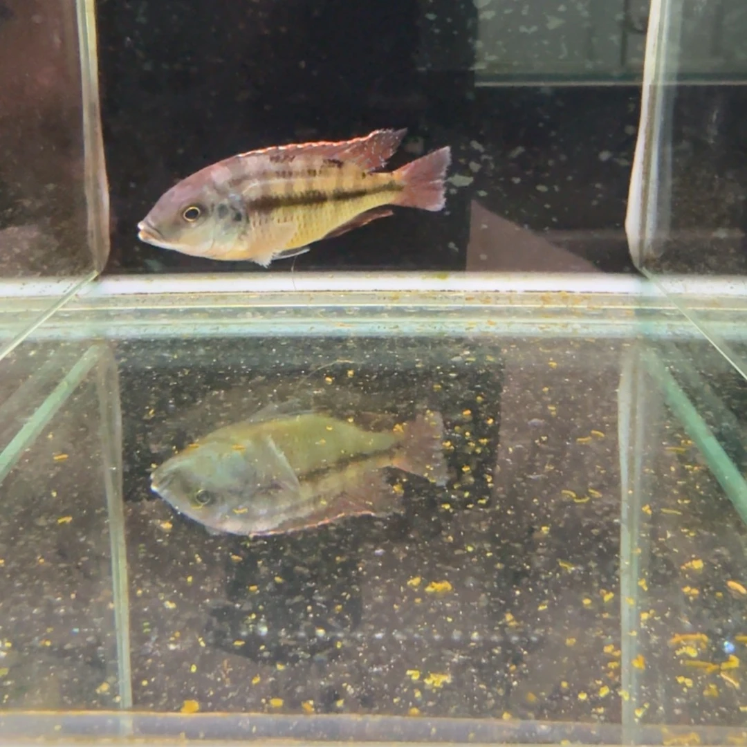 四***七海水854红英。