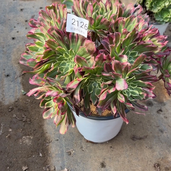 天河多肉处理不包断头2126