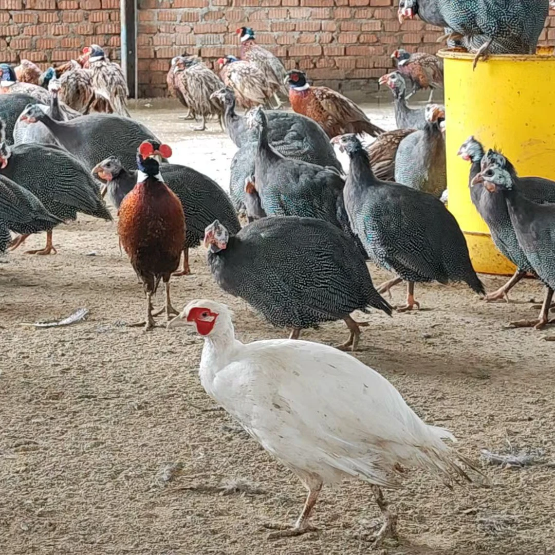 林下生态养殖珍珠宠物鸡活鸡