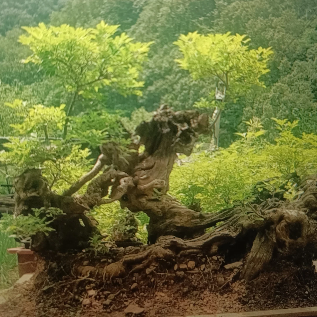 盆景素材、一物一拍、直播间有效
