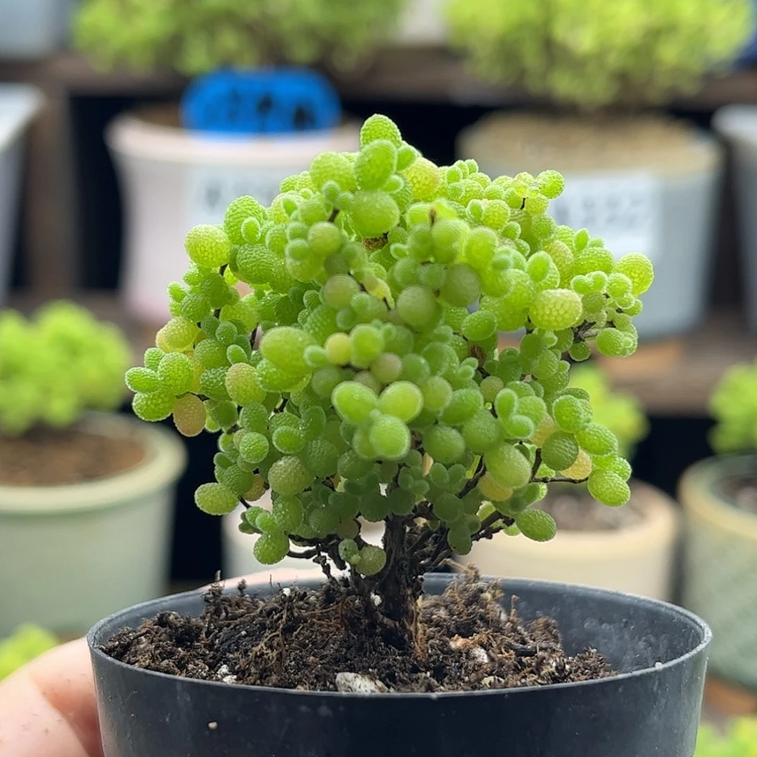 24蜜桔糖球优选枝干番杏