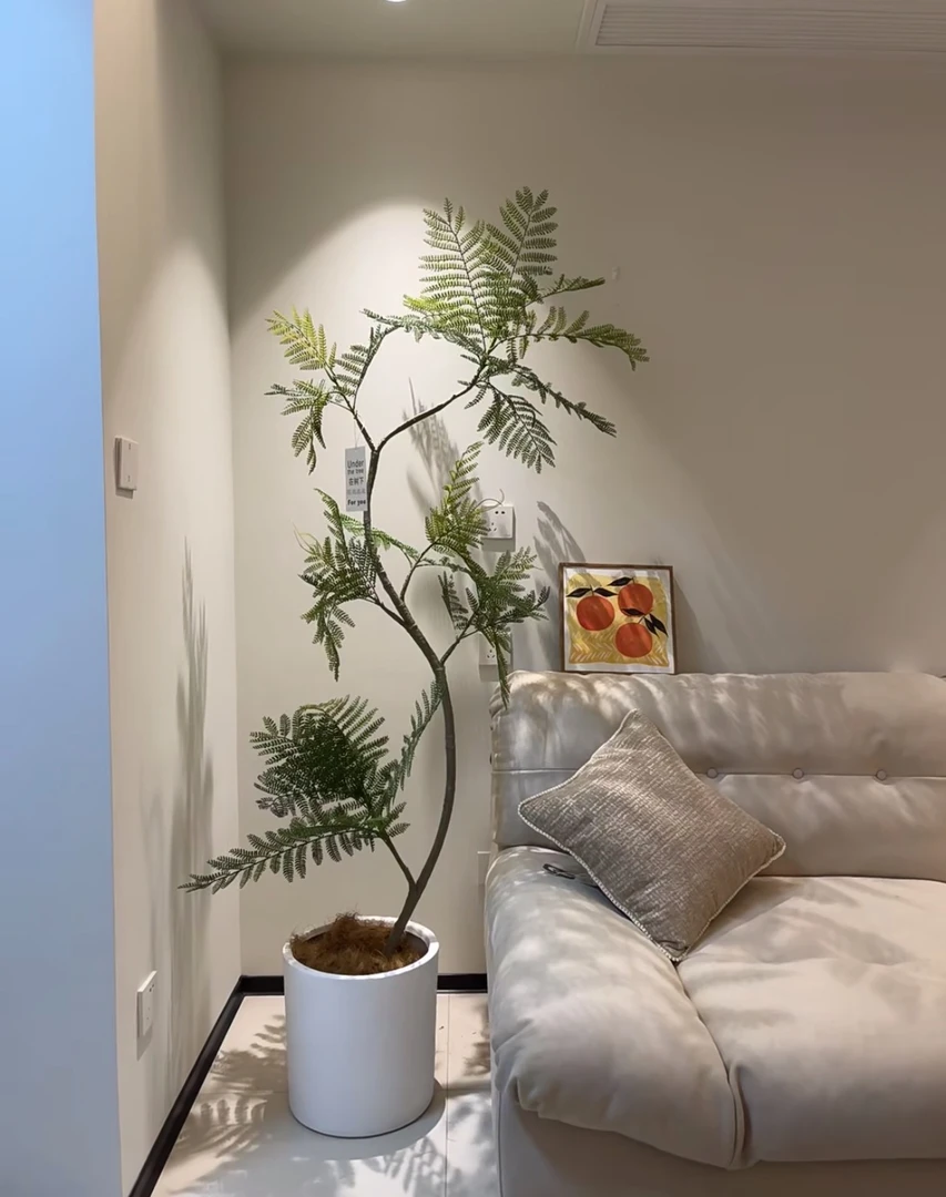 蓝花楹盆栽老桩树室内阳台绿植大型网红落地耐寒植物