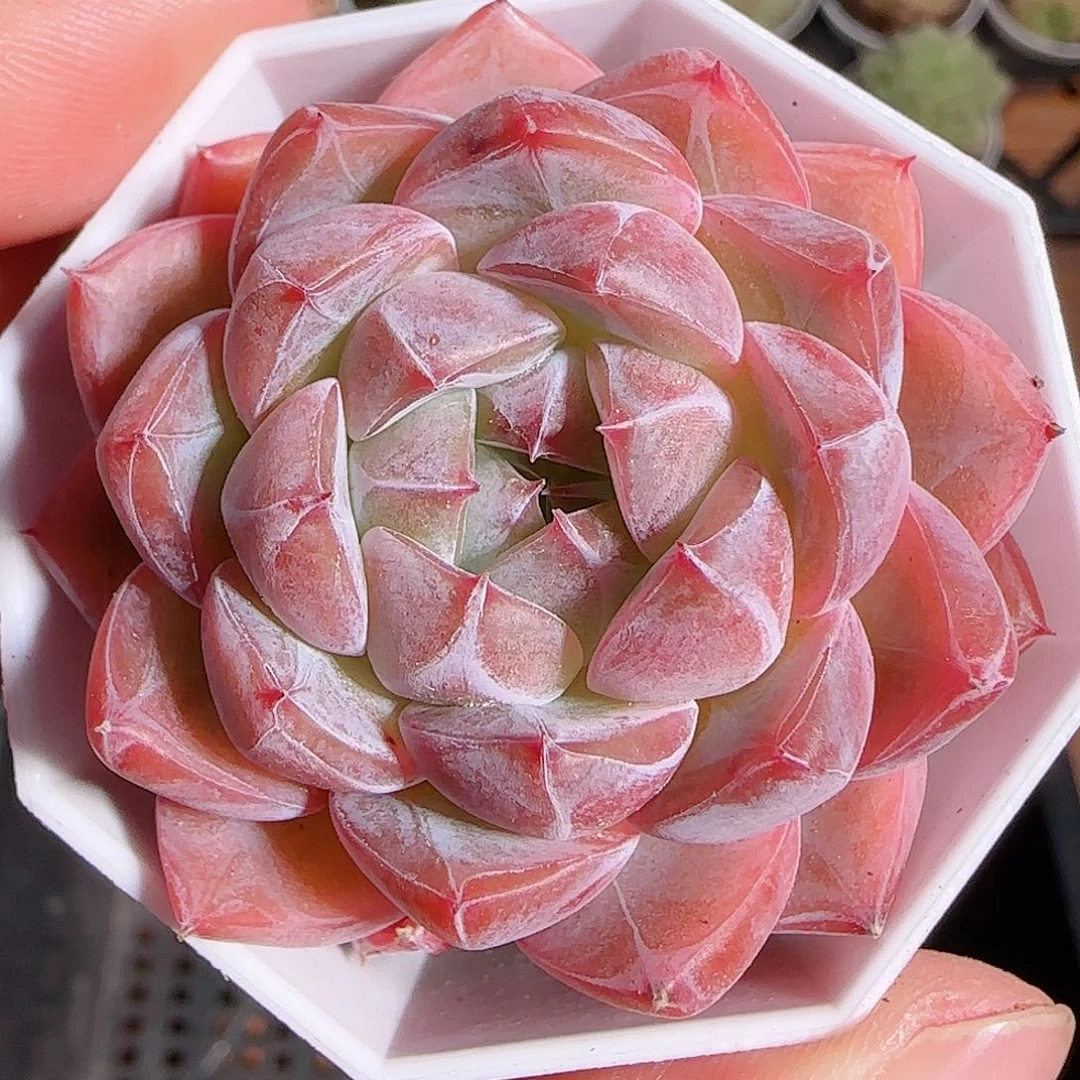 1113------183钻石珍妮