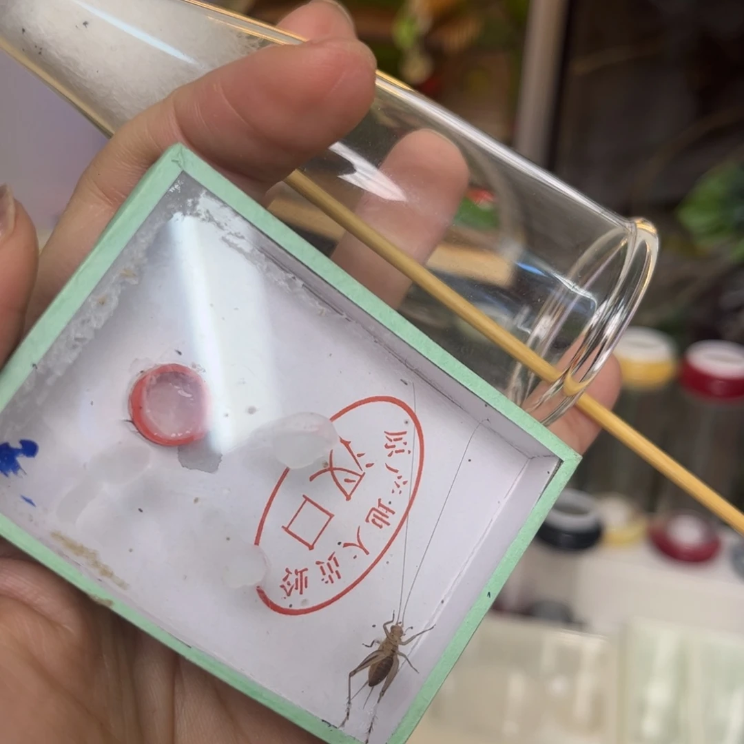 顶须大黄蛉开叫加过虫器