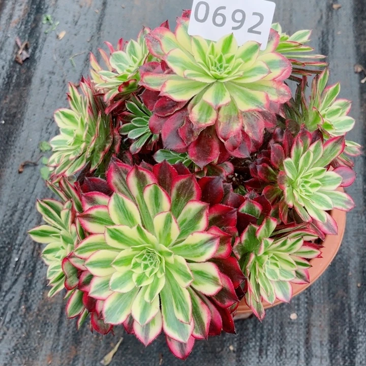 老桩天合多肉发货