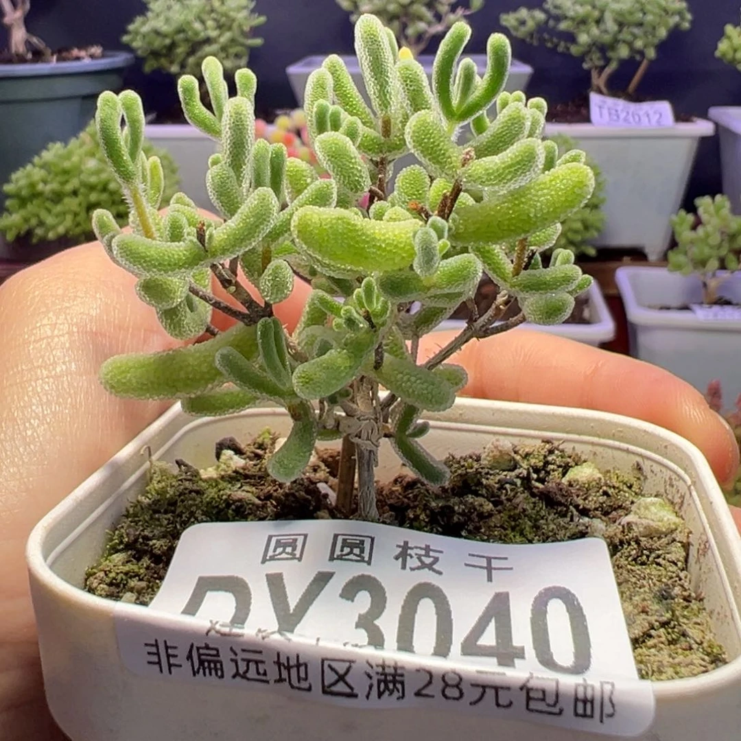 3040星星杂二代一物一拍