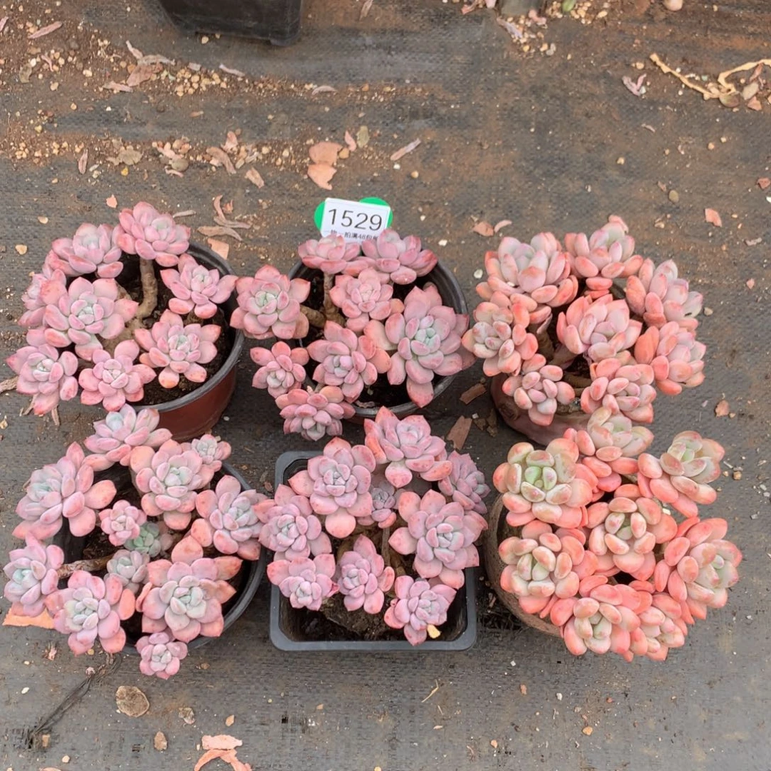 海***燕珍舞奶酪2颗+白露4颗1529