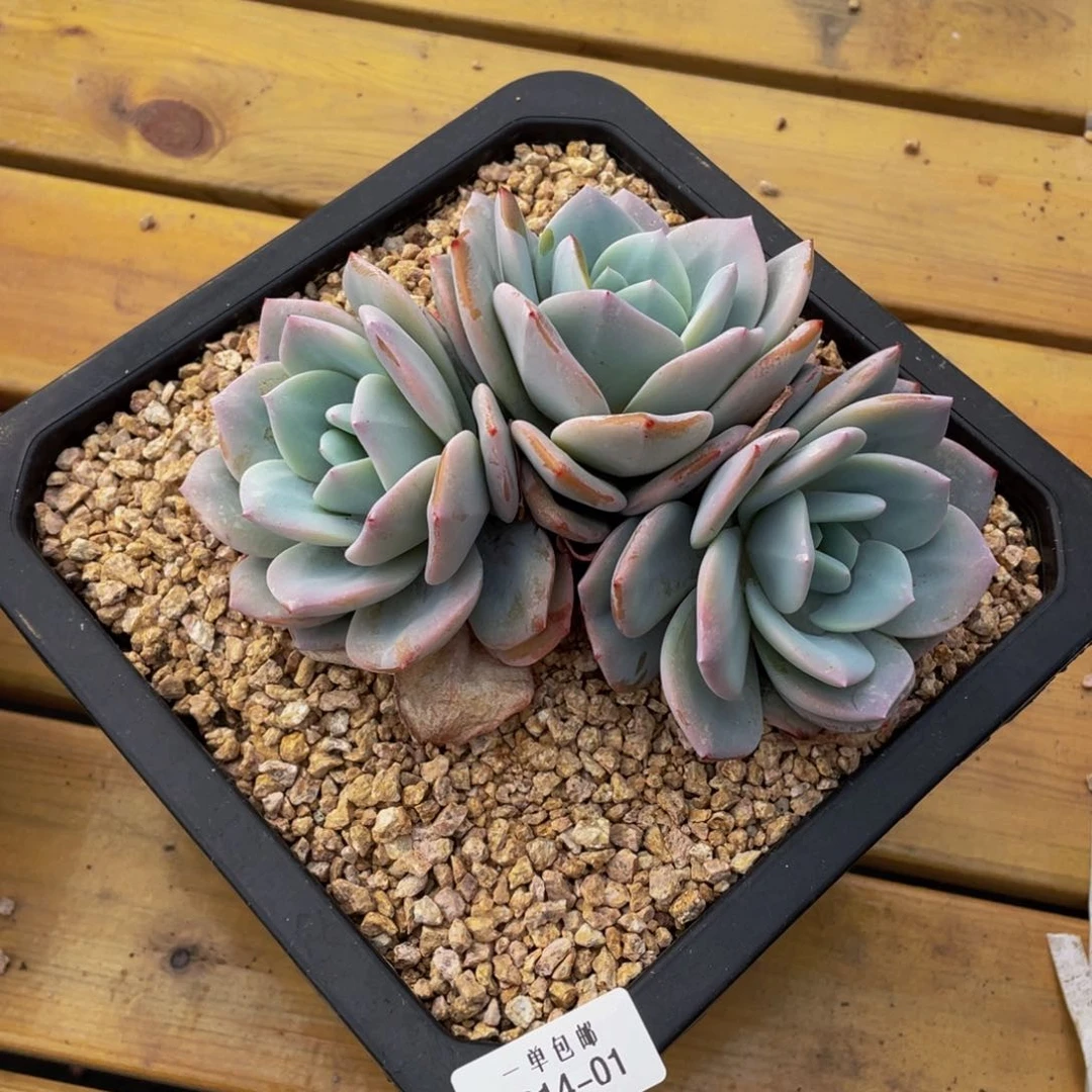 0214-01-奶茶。。。。。。。