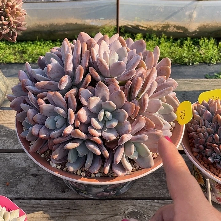 粉兔多肉植物群生