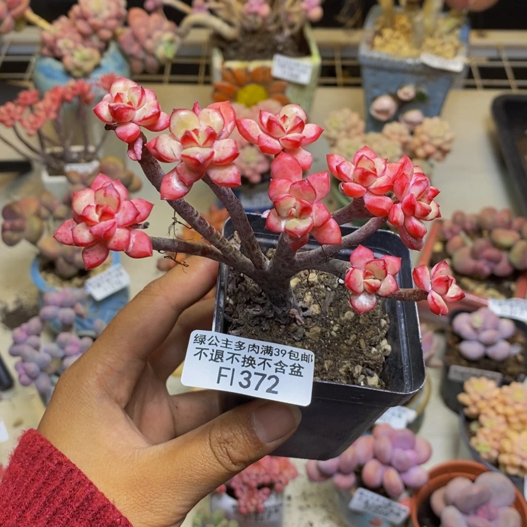 372探戈缀多肉7c m