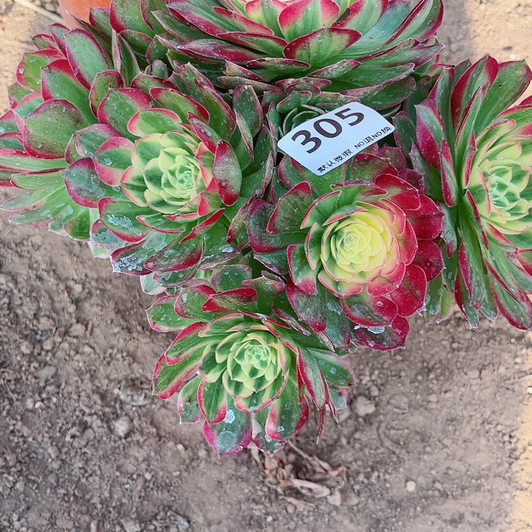 无花朵a**雪多肉植物海鲜一颗305