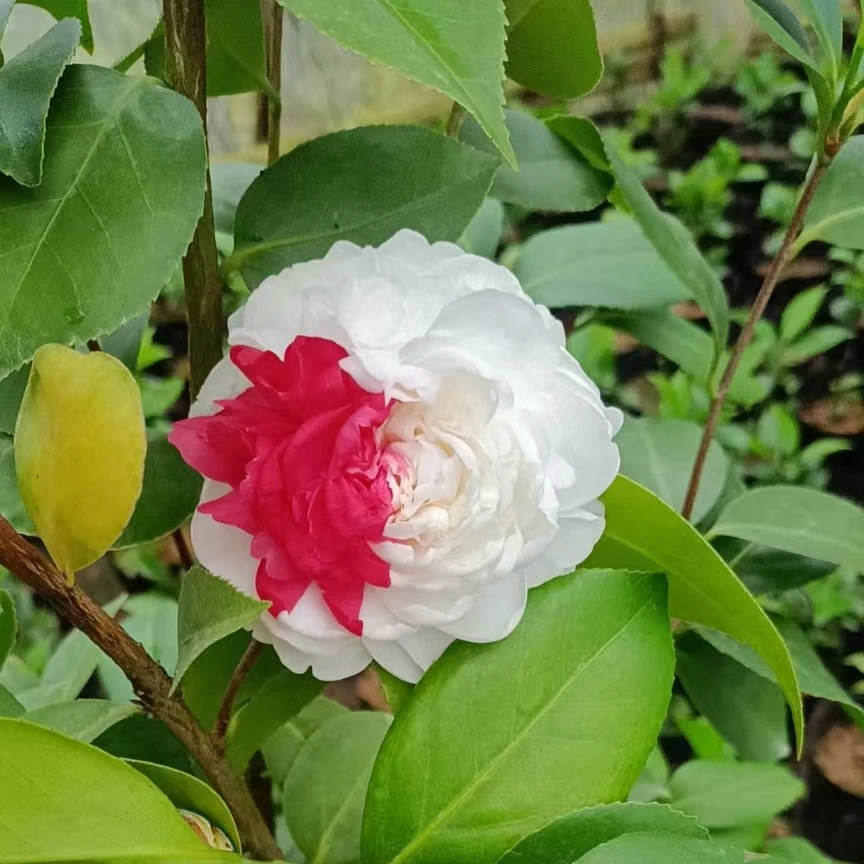 精品茶花木槿花凤仙花五色赤丹白底五色赤丹白五庭院植物