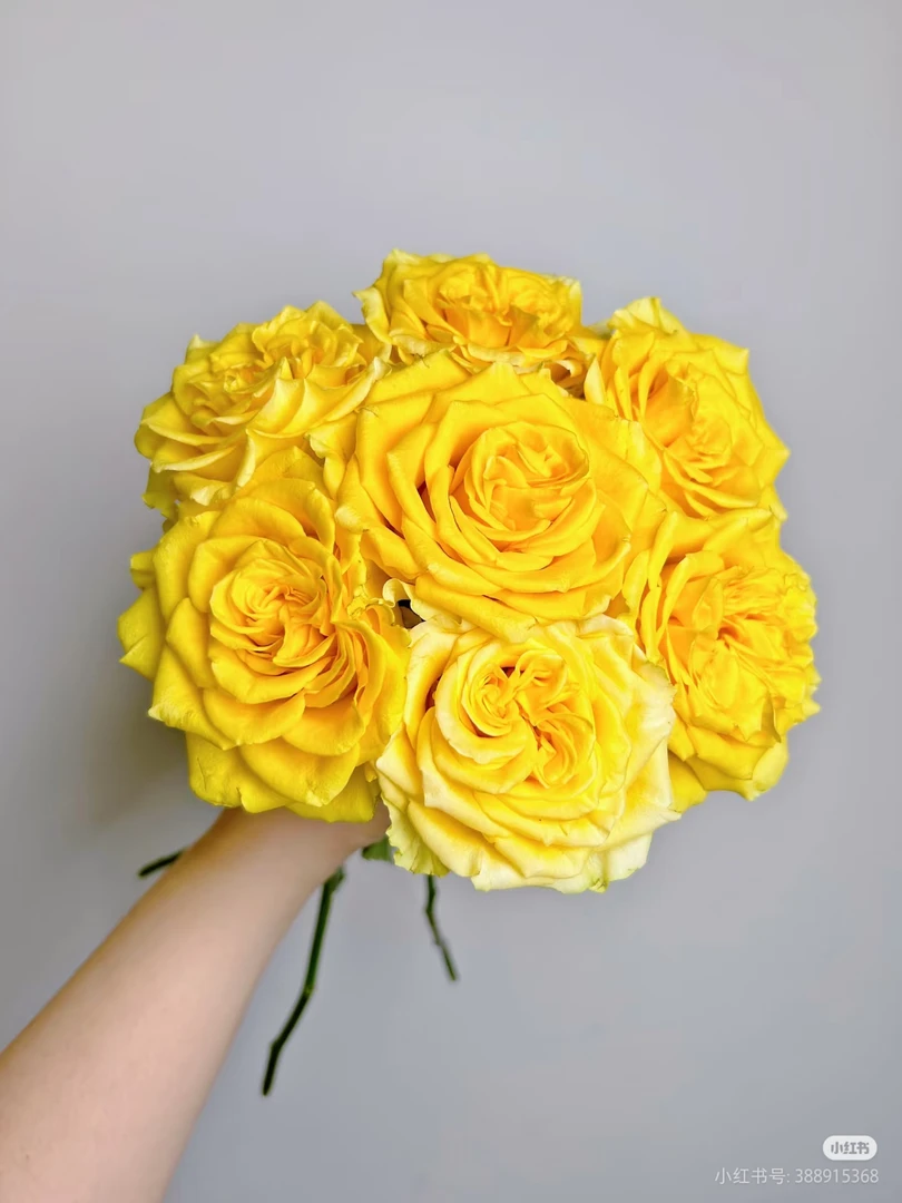 乡村阳光玫瑰 两单包邮一单或低温不拍保温冻坏不售后