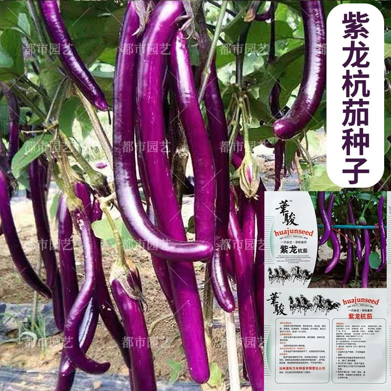 春播】紫龙杭茄子种籽早熟细长型紫红长茄子线茄子种子农家春秋蔬