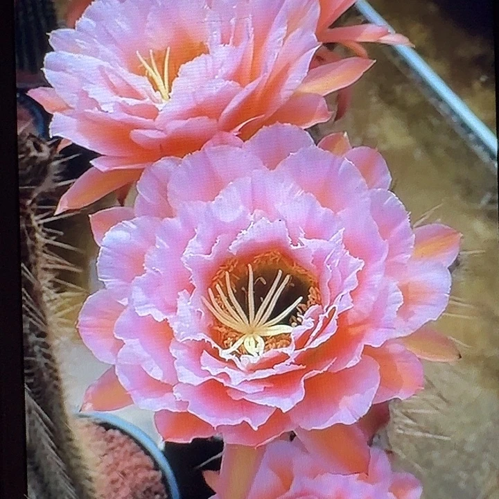 粉桃精灵侧芽5公分左右毛花柱（20包邮）