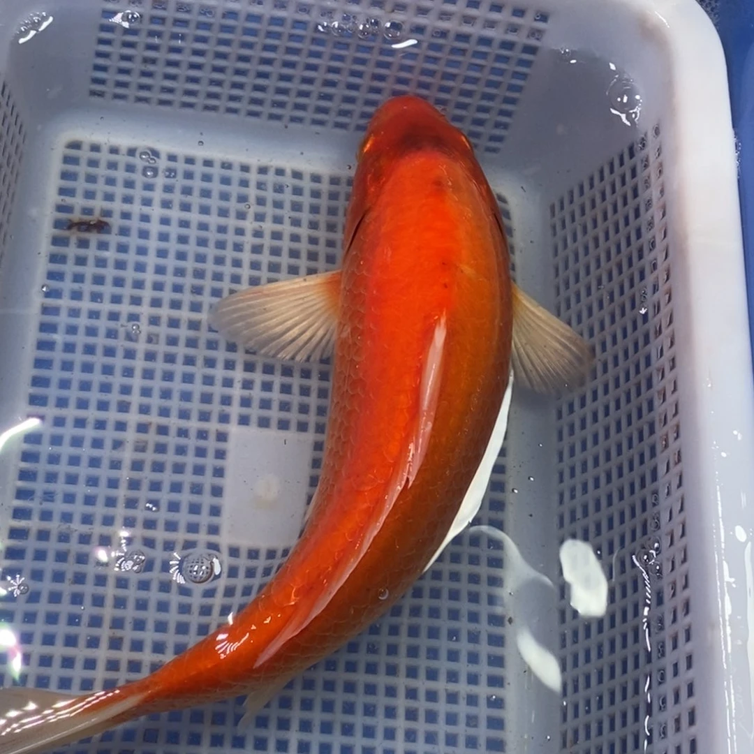 锦鲤冷水锦鲤包邮