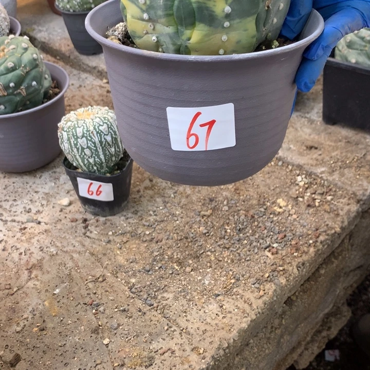67号星兜锦。。？。。。。。。