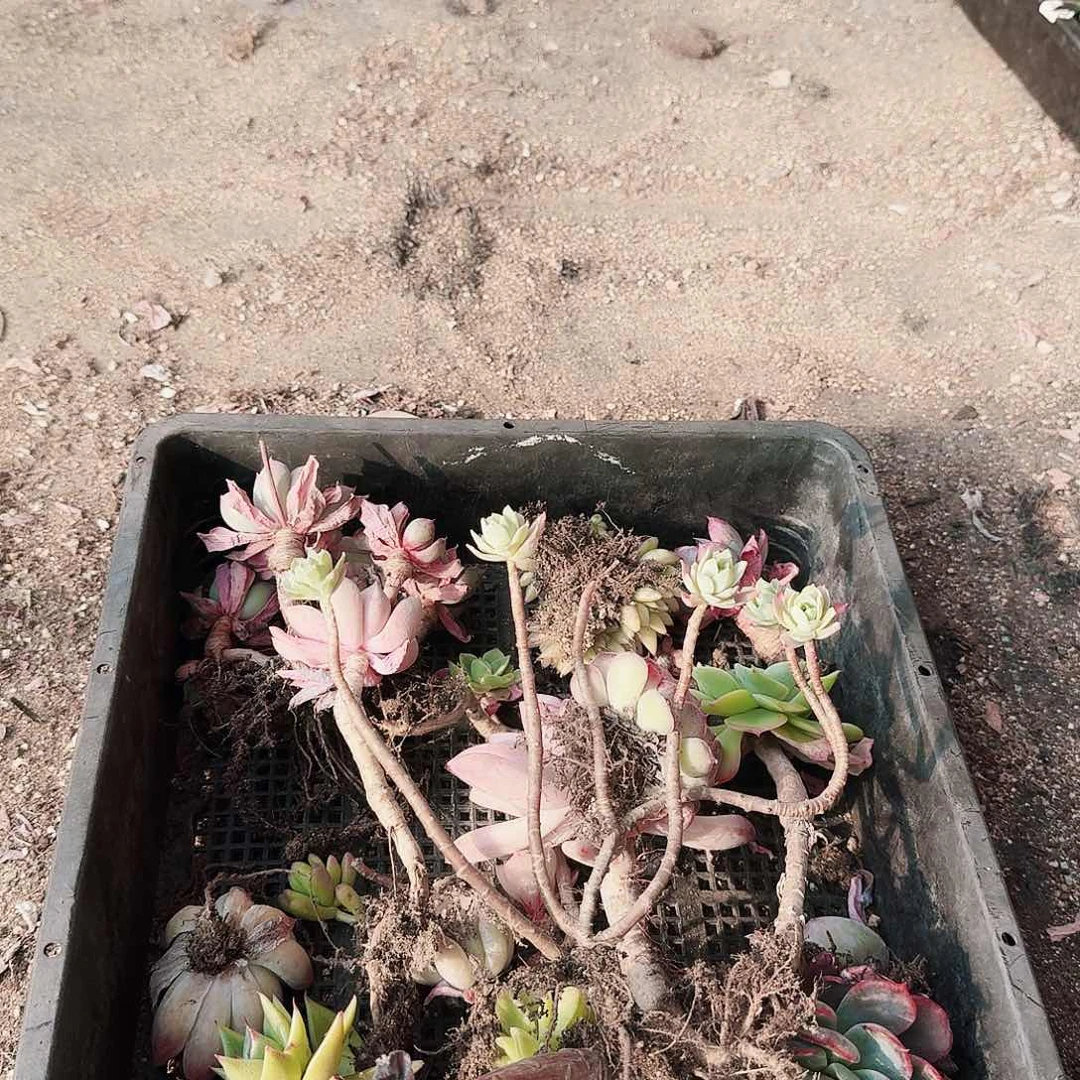 满20包邮零下拍保温箱77号无售后