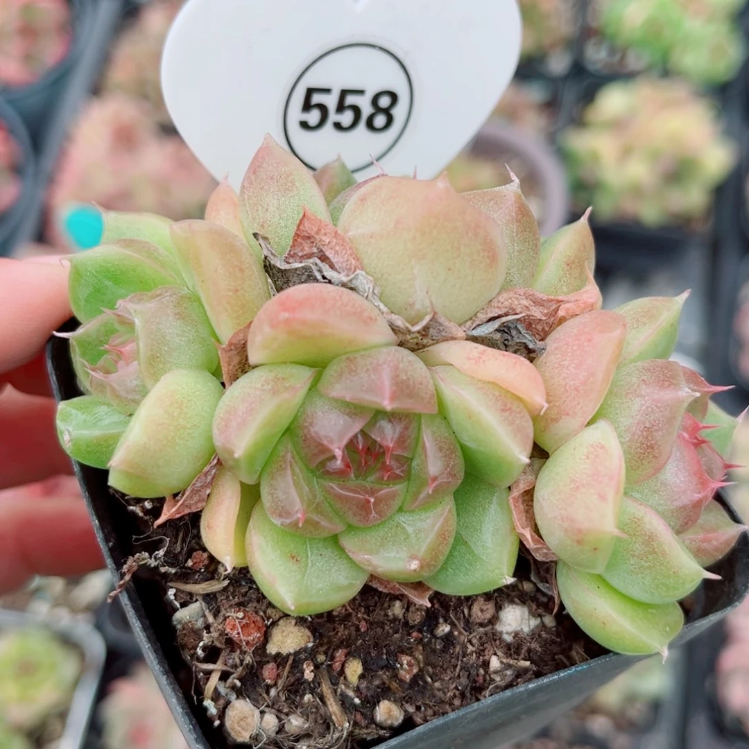 558号小老桩珍妮群