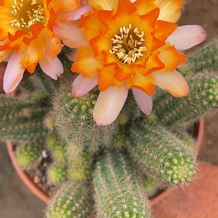 宝石白糖白糖2567889