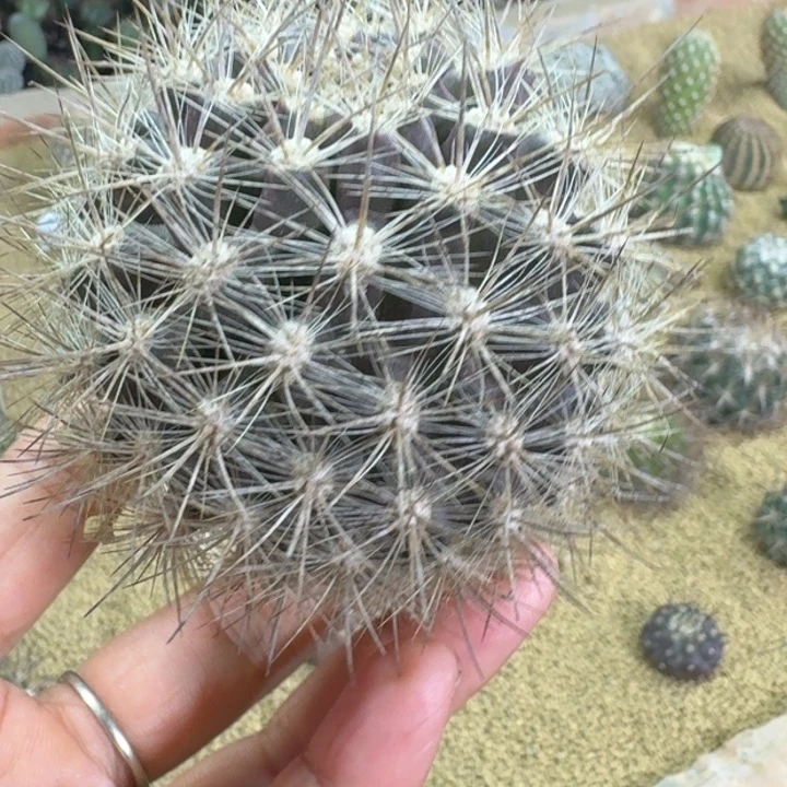 仙人球，逆龙玉，有根