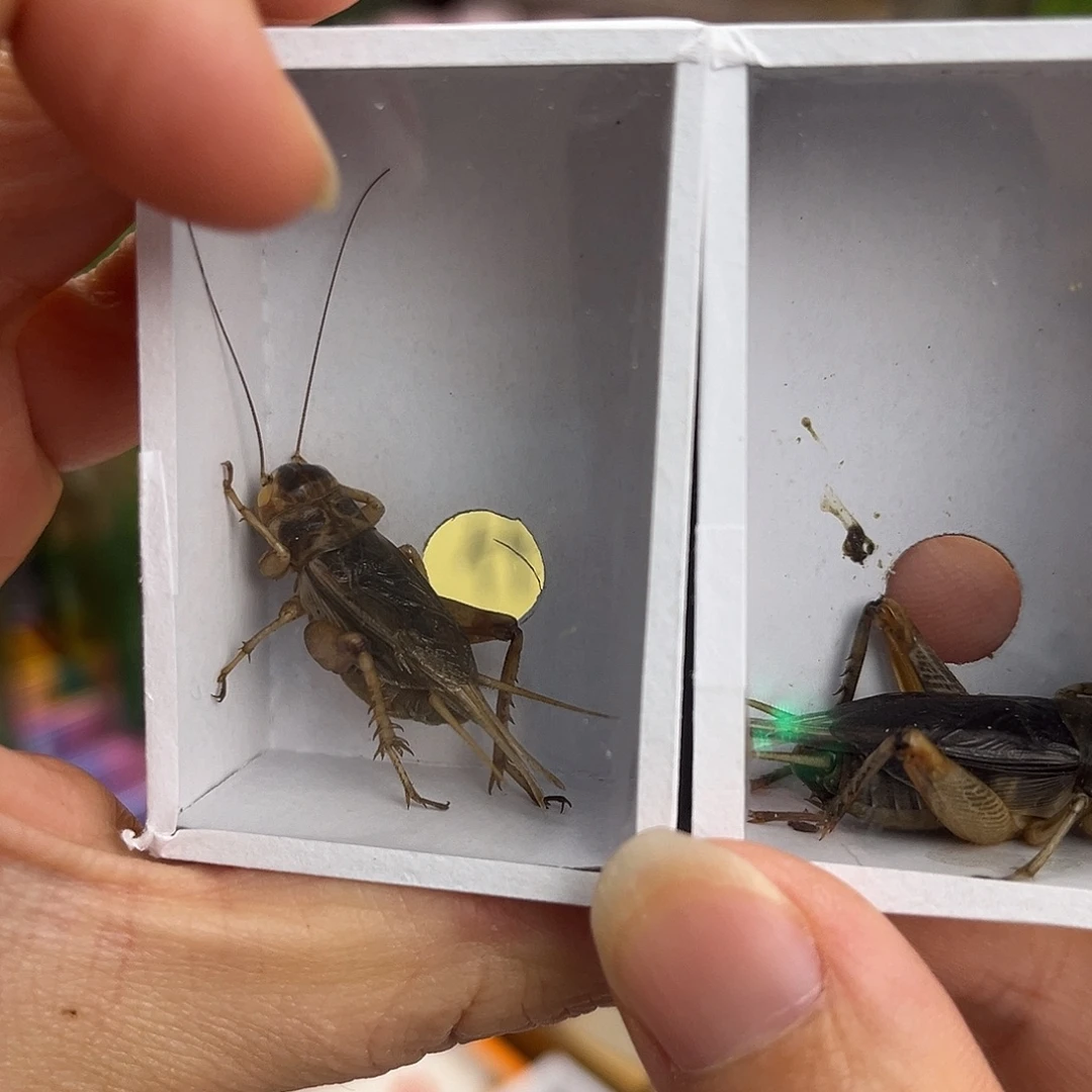 3条短须北京虫哈哈哈