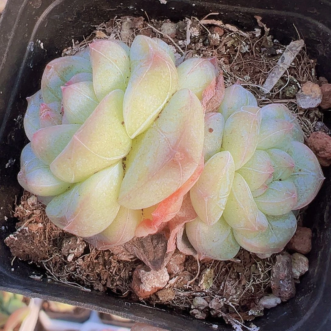 双头纹星珍妮19包邮多肉样品